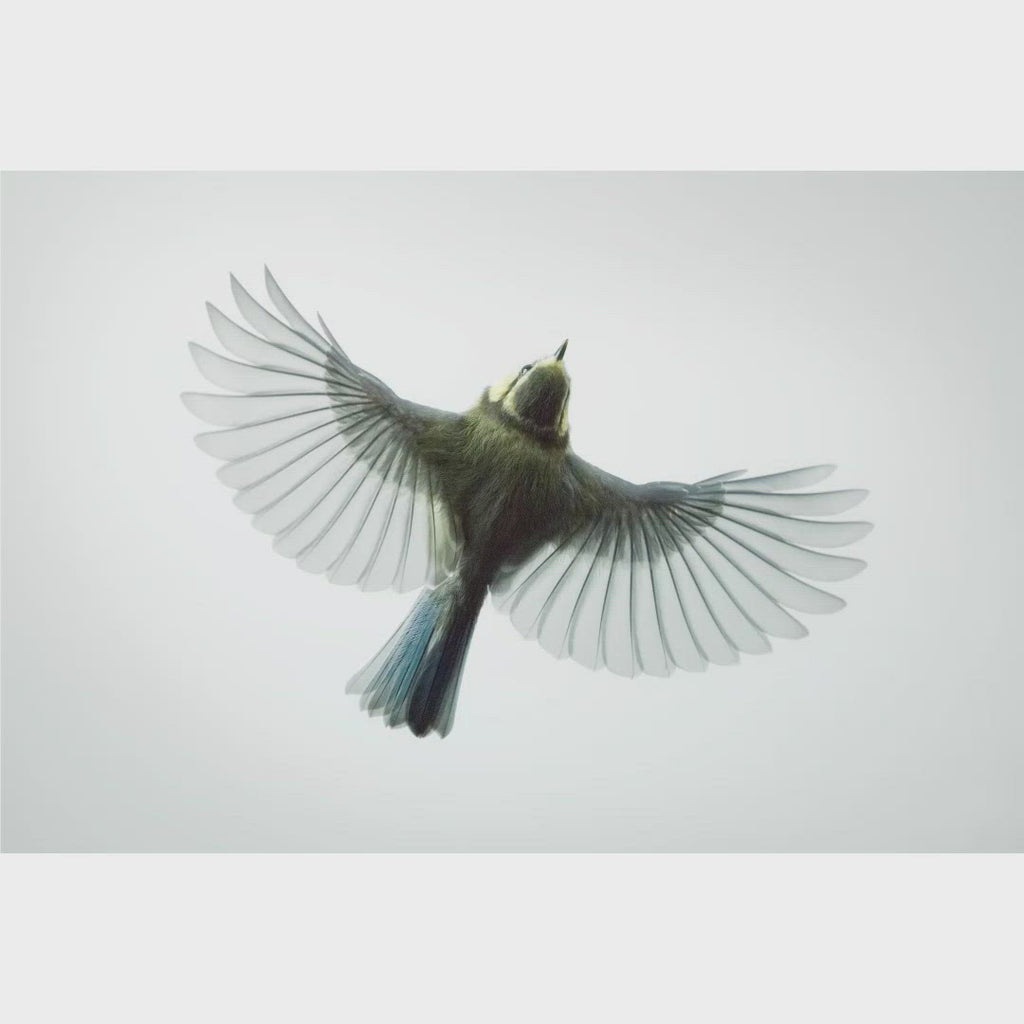 Blue Tit in Flight viewed from above