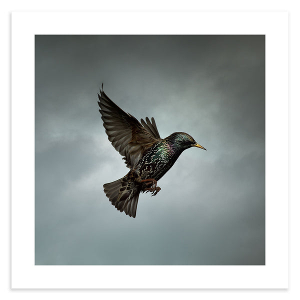 Starling in flight