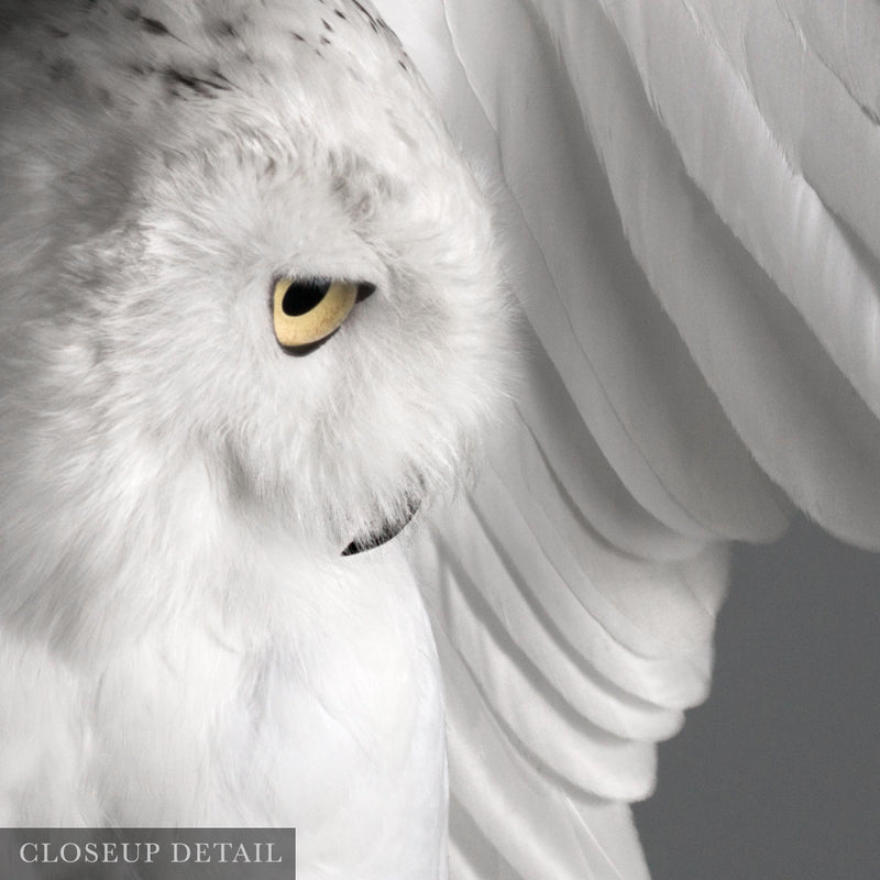 Snowy Owl 1