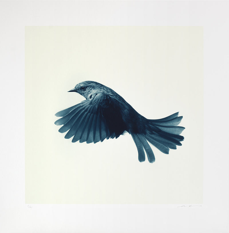 Dunnock Goldfinch print In Flight colour toned blue 