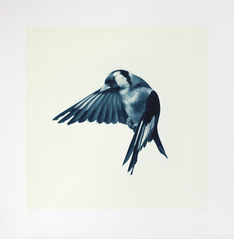 Goldfinch print In Flight colour toned blue 