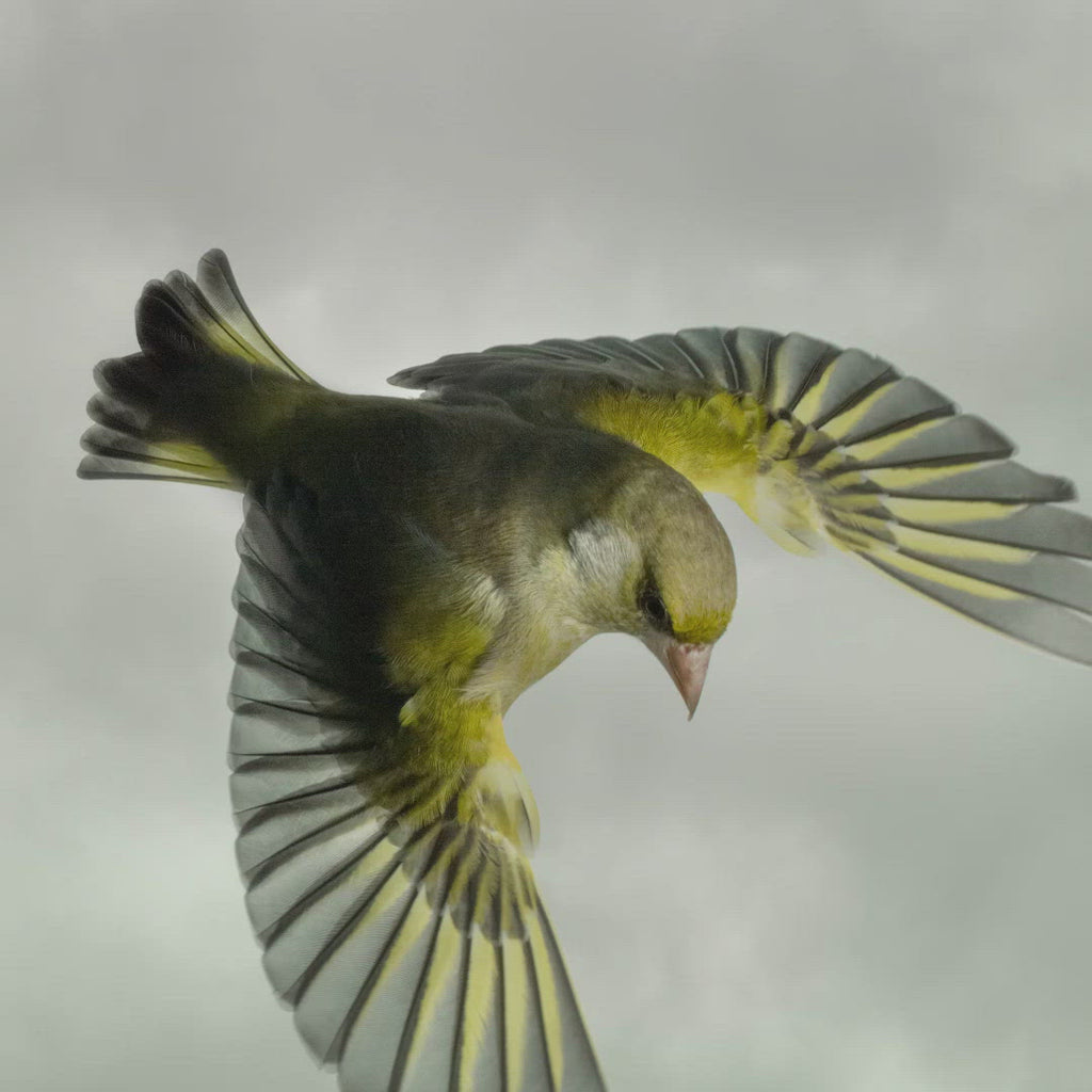 Greenfinch in flight