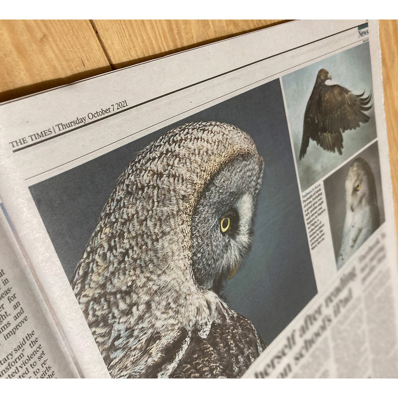 The Times Great Grey Owl clip